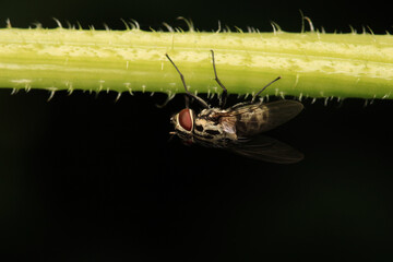 macro photo of housefly facing back	