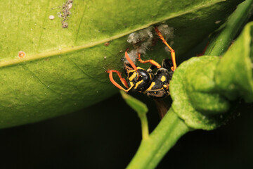 european yellow wasp macro photo	