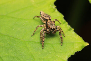 little jumping spider macro photo	