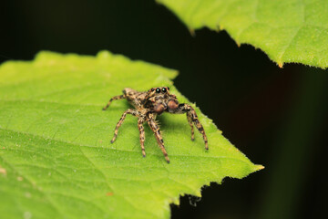 little jumping spider macro photo	