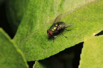 macro photo of housefly facing back	