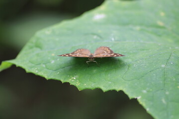 vanessa cardui butterfly macro photo	