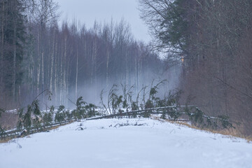 Snow-Covered Pathway Blocked by Fallen Trees. Winter Forest Road with Obstructed View.