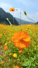 field of Golden cosmos