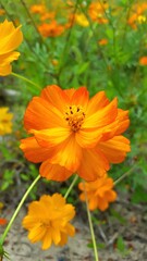 orange flower