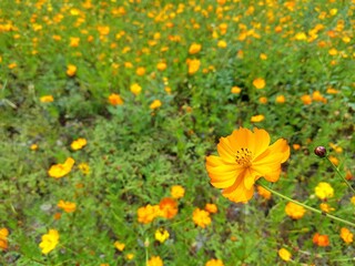 field of Golden cosmos