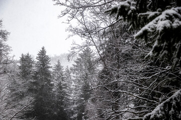 B&auml;ume im Schnee