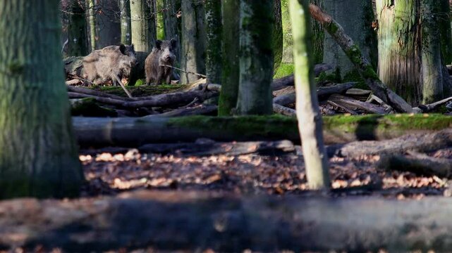 wild boars in a european forest 4k 25fps video
