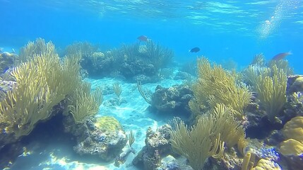 Obraz premium Underwater scene of vibrant coral reef with various fish swimming amidst light sandy seabed.