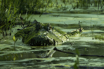 Terrifying scary sea monster in dark depths of deep blue ocean, abstract vivid composition consists of fictional unreal fantastic vision on background