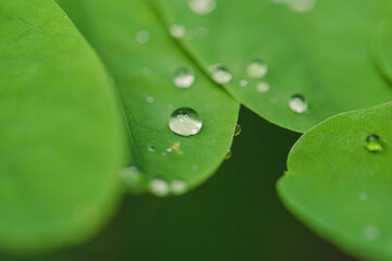 Droplet on leaf