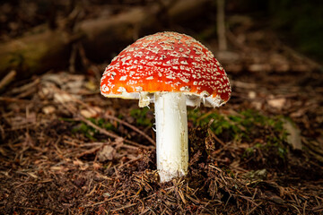 Poisonous red fly agaric Amanita muscaria, a hallucinogenic mushroom growing in the forest.