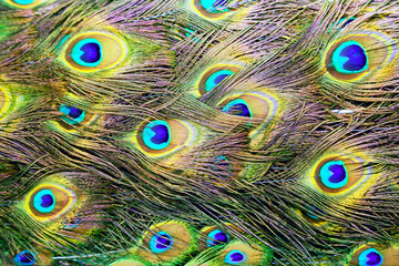 Obraz premium Extreme close up of blue adult peacock tails for mating in spring
