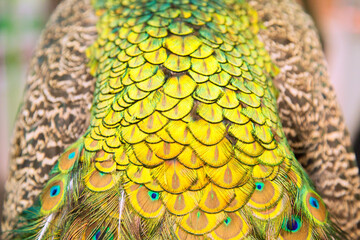 Fototapeta premium Extreme close up of blue adult peacock tails for mating in spring