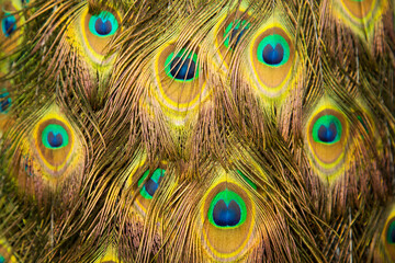 Fototapeta premium Extreme close up of blue adult peacock tails for mating in spring