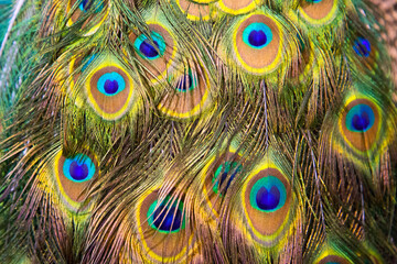 Extreme close up of blue adult peacock tails for mating in spring
