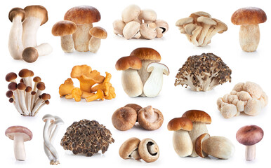 Boletus edulis, eryngii, lion's mane, shimeji, shiitake, royal champignons, honey mushrooms, russula amethystina, champignon, pleurotus ostreatus, chanterelle, maitake mushroom.