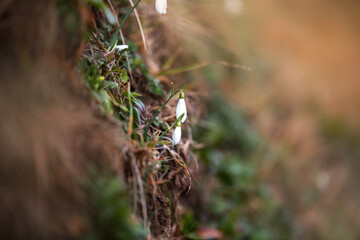 Cute tiny  spring snowdrops flowers blooming in forest 