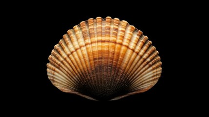 Obraz premium Clam mollusk shell beautifully isolated on a black background showcasing intricate textures and natural colors for artistic or educational use.