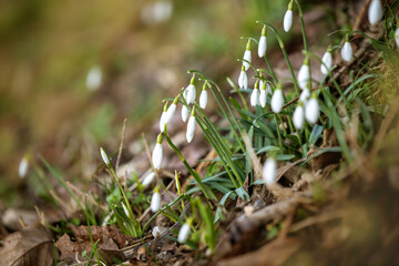 Cute tiny  spring snowdrops flowers blooming in forest 