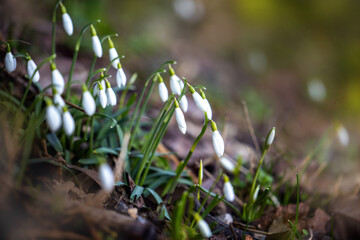 Cute tiny  spring snowdrops flowers blooming in forest 