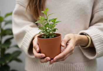 Close-up of a girl's hands holding a pot with a green sprout