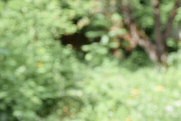 Blur nature green park ,abstract background. Copy space of travel nature adventure and environment ecology concept