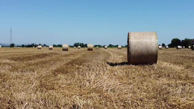 Campi di grano e rotoloni , San Giuliano Nuovo,  provincia di Alessandria - Piemonte - Italia. Video dal drone