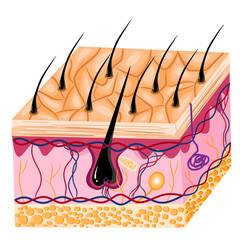 Anatomical illustration of human skin and hair with a semi realistic flat design style depicting the inner structural layers of the skin