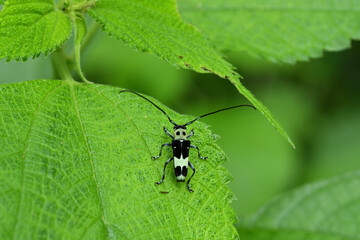 小型のカミキリムシ　ラミーカミキリ © photo203