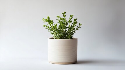 Fresh Green Plant in Modern Minimalist Pot