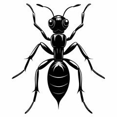 Ant Black silhouette
