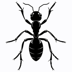 Ant Black silhouette