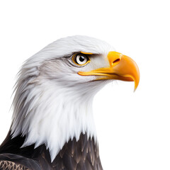 Obraz premium Majestic Bald Eagle Close-Up with Intense Eyes and Stunning Feather Details Captured in Natural Light