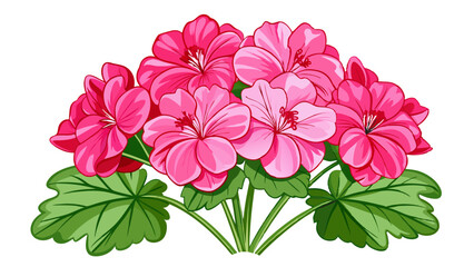 Obraz premium Vibrant Pink Geranium Flowers with Lush Green Leaves – Bold Botanical Illustration