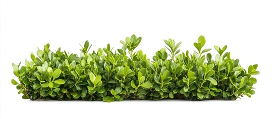 Obraz premium Boxwood Buxus hedge isolated on white background ideal for landscaping and gardening design with space for text or branding.