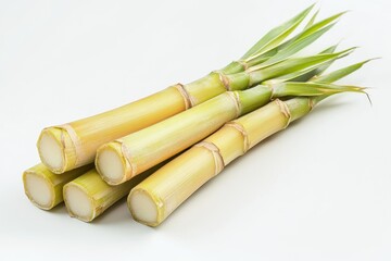 Fototapeta premium Bamboo shoots captured on a white backdrop