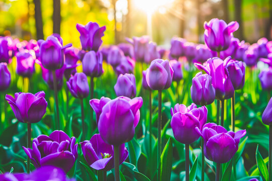 Beautiful natural wide-format image of spring meadow of young bright blooming purple tulips in morning sun in park in nature.