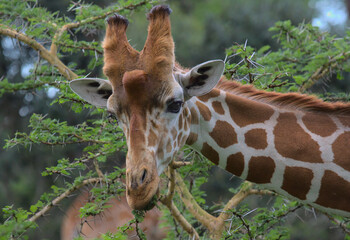 portrait of a reticulated giraffe eating on leaves off an acacia tree in the wild Solio Game Reserve, Kenya