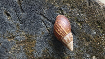 snail on the black mossy stone