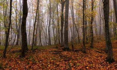 Fototapeta premium Yellow leaves lie on the ground in the autumn forest.