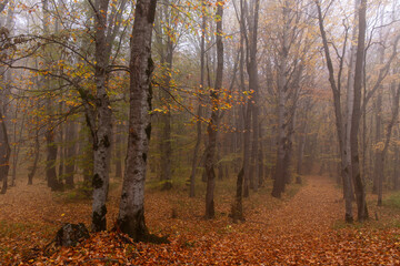 Fototapeta premium Yellow leaves lie on the ground in the autumn forest.