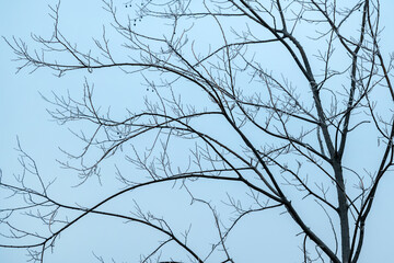 Deciduous tree bare treetop branches in winter