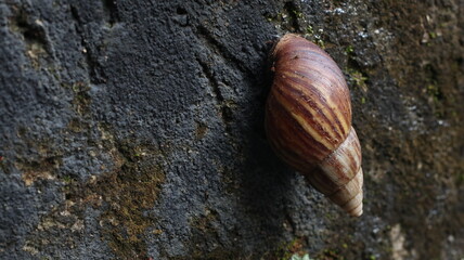 snail on the black mossy stone