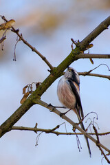 long-tailed tit perching on a tree twig close-up