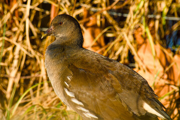 common moorhen on a sunny day close-up