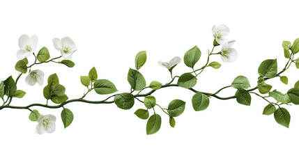 Elegant Green Vine with White Flowers Perfect for Backgrounds and Decorative Themes