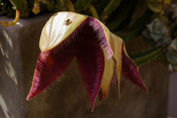 a cactus blooming in summer