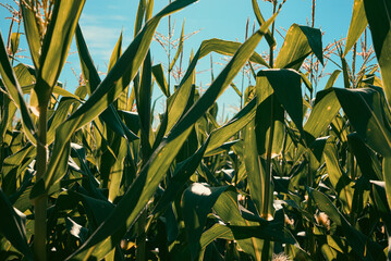 the landscape of a field sown with an intense sun