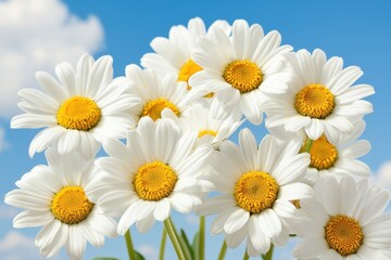 Fototapeta premium Lying flat rest escape concept. A vibrant bouquet of daisies under a clear blue sky, showcasing their white petals and yellow centers, symbolizing purity and cheerfulness.